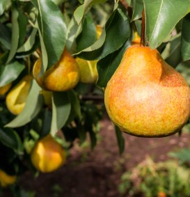 Peer 'Legipont' (= Charneux)  (Pyrus domestica)