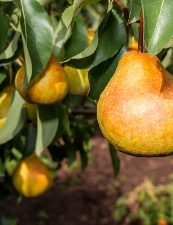 Peer 'Legipont' (= Charneux)  (Pyrus domestica)