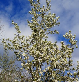Pyrus call. 'Chanticleer' als dakboom (sierpeer)