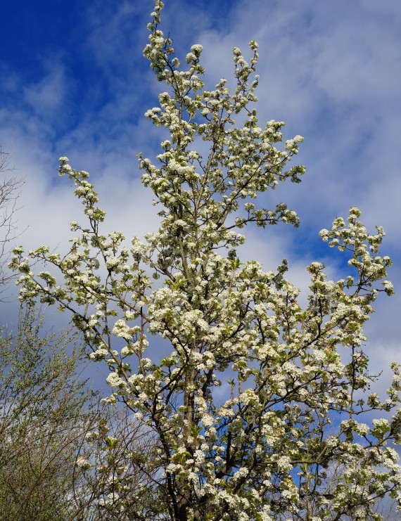 Pyrus call. 'Chanticleer' als schermvorm (sierpeer)