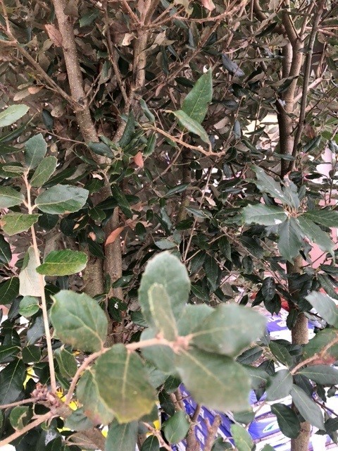 Quercus ilex (steeneik) Quercus ilex (steeneik)