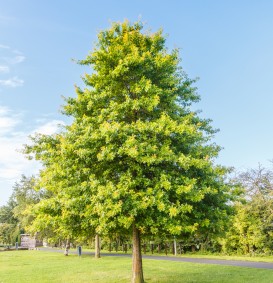 Quercus palustris  (Moeraseik)