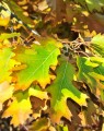 Quercus palustris (Moeraseik) Quercus palustris (Moeraseik)