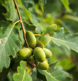 Quercus petrea  (Wintereik)