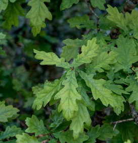 Quercus robur  (inlandse eik of zomereik)