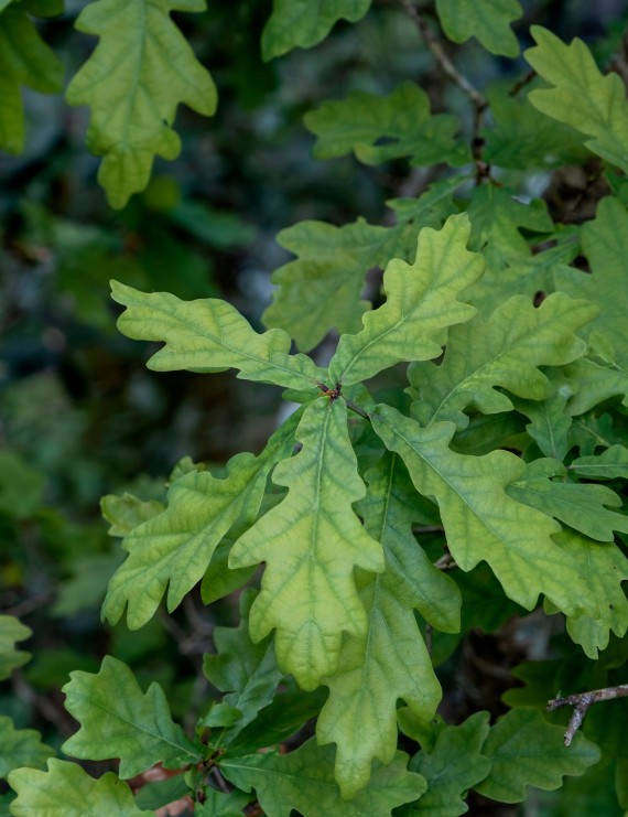 Quercus robur (inlandse eik of zomereik) Quercus robur (inlandse eik of zomereik)