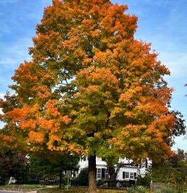 Querqus rubra  (Amerikaanse eik)