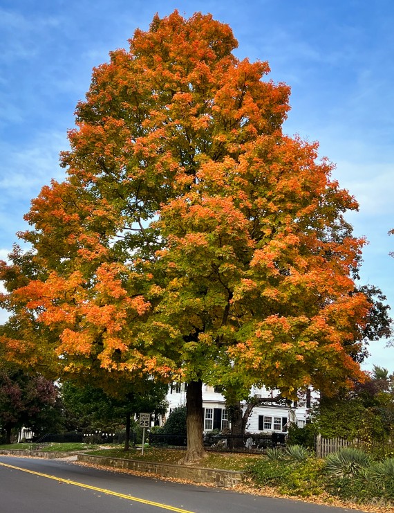 Querqus rubra  (Amerikaanse eik)