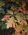 Querqus rubra  (Amerikaanse eik)