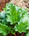 Rheum rhabarbarum (Rabarber) Rheum rhabarbarum (Rabarber)