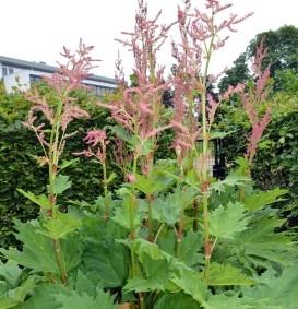 Rheum palmatum var. 'Tanguticum' (Sierrabarber)