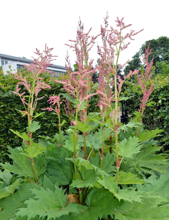 Rheum palmatum var. 'Tanguticum' (Sierrabarber)