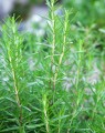 Rosmarinus officinalis (Rozemarijn)