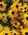 Rudbeckia fulgida 'Goldsturm' (Zonnehoed)