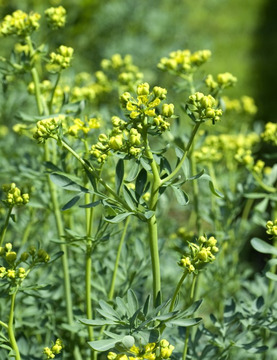 Ruta graveolens (Wijnruit)