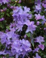 Rhododendron  'Ahrend's Favorite' (Dwergrhododendron)