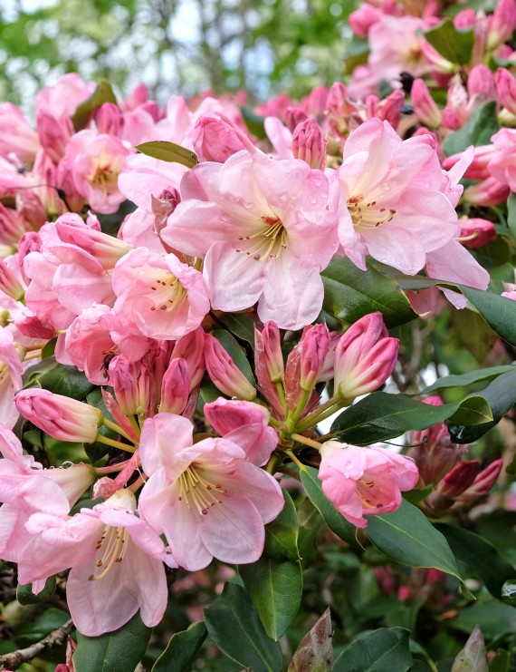 Rhododendron yakushimanum 'Bambi' (Rhododendron yakushimanum 'Bambi')