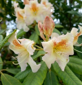 Rhododendron hybride 'Bernstein' (Rhododendron hybride 'Bernstein')