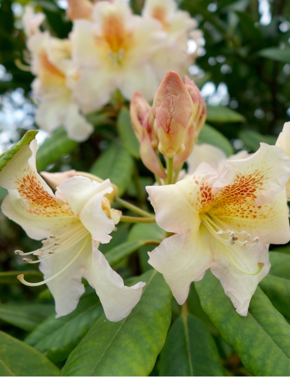 Rhododendron hybride 'Bernstein' (Rhododendron hybride 'Bernstein')