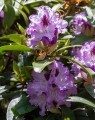 Rhododendron hybride 'Blue Peter'