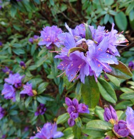 Rhododendron 'Blue Tit' (Dwergrhododendron)