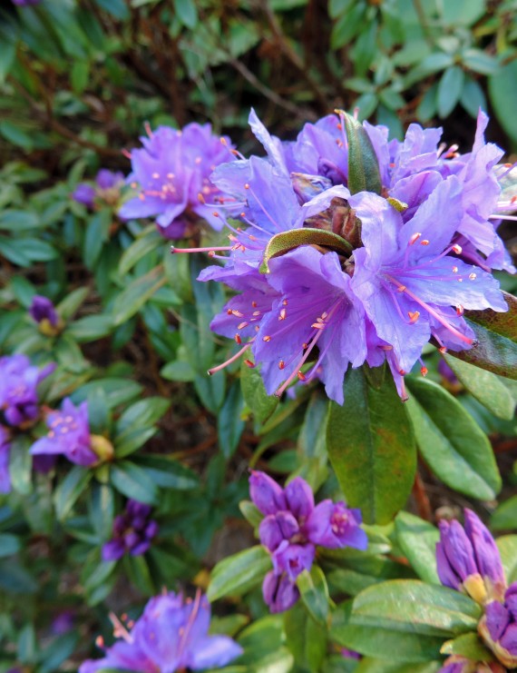 Rhododendron 'Blue Tit' (Dwergrhododendron)