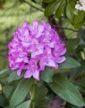 Rhododendron hybride 'Catawbiense'