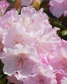 Rhododendron hybride 'Christmas Cheer'