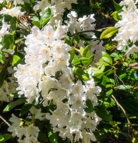 Rhododendron hybride 'Cunningham's White' (Rhododendron hybride 'Cunningham's White')