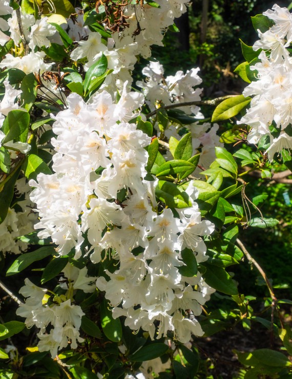 Rhododendron hybride 'Cunningham's White' (Rhododendron hybride 'Cunningham's White')