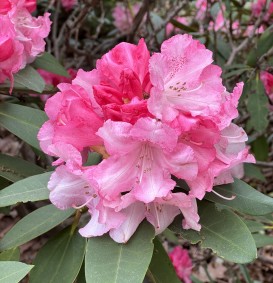 Rhododendron hybride 'Diana van Herzele' (Rhododendron hybride 'Diana van Herzele')