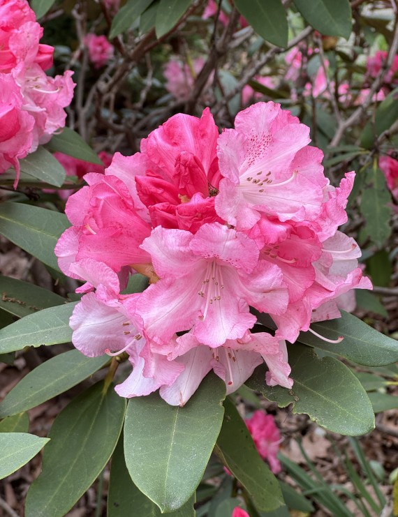 Rhododendron hybride 'Diana van Herzele' (Rhododendron hybride 'Diana van Herzele')