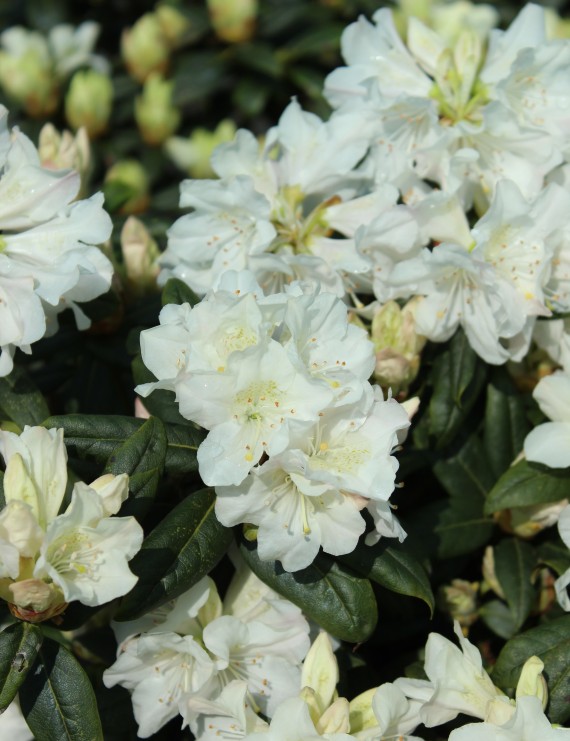 Rhododendron 'Dora Amateis' (Dwergrhododendron)
