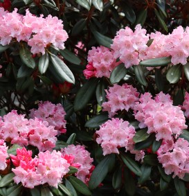 Rhododendron yakushimanum 'Dreamland' (Rhododendron yakushimanum 'Dreamland')