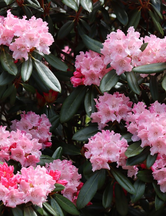 Rhododendron yakushimanum 'Dreamland' (Rhododendron yakushimanum 'Dreamland')