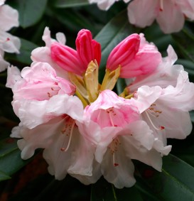Rhododendron yakushimanum 'F.C.C.' (Rhododendron yakushimanum 'F.C.C.')
