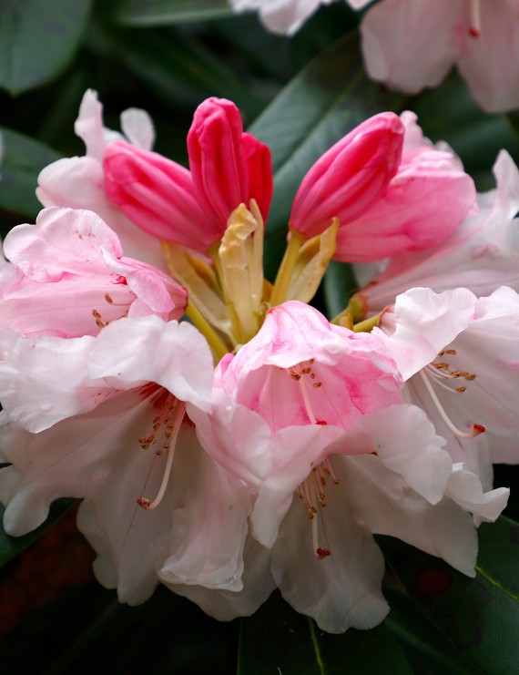 Rhododendron yakushimanum 'F.C.C.' (Rhododendron yakushimanum 'F.C.C.')