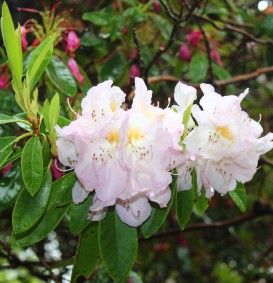 Rhododendron hybride 'Gomer Waterer' (Rhododendron hybride 'Gomer Waterer')