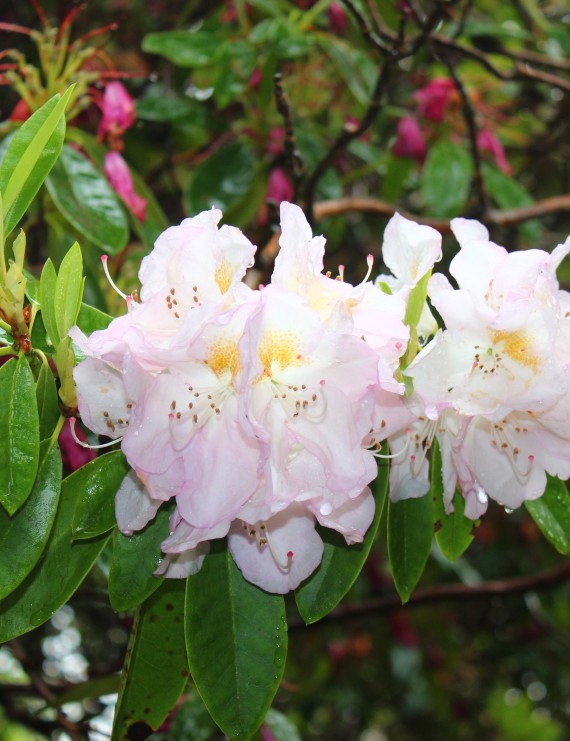 Rhododendron hybride 'Gomer Waterer' (Rhododendron hybride 'Gomer Waterer')