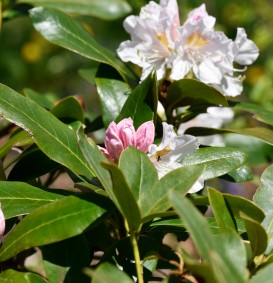 Rhododendron yakushimanum 'Grumphy' (Rhododendron yakushimanum 'Grumphy')