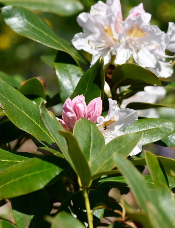 Rhododendron yakushimanum 'Grumphy' (Rhododendron yakushimanum 'Grumphy')
