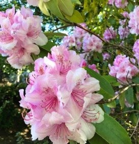 Rhododendron yakushimanum 'Hydon Dawn' (Rhododendron yakushimanum 'Hydon Dawn')