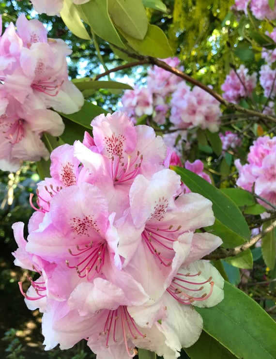 Rhododendron yakushimanum 'Hydon Dawn' (Rhododendron yakushimanum 'Hydon Dawn')