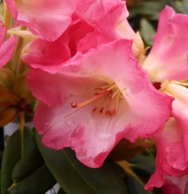 Rhododendron yakushimanum 'Hydon Hunter' (Rhododendron yakushimanum 'Hydon Hunter')