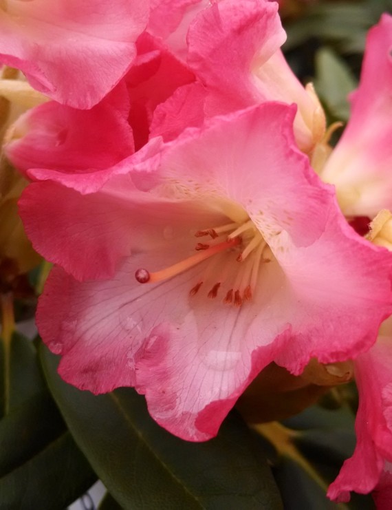 Rhododendron yakushimanum 'Hydon Hunter' (Rhododendron yakushimanum 'Hydon Hunter')