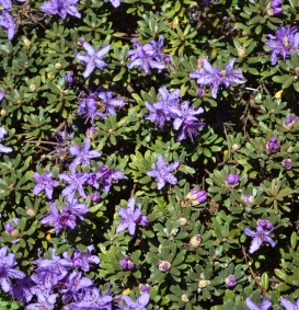 Rhododendron 'Impeditum' (Dwergrhododendron)