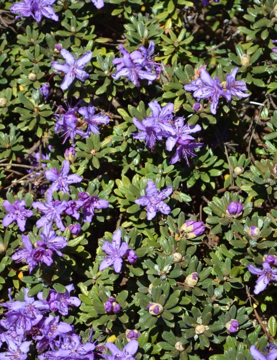 Rhododendron 'Impeditum' (Dwergrhododendron)