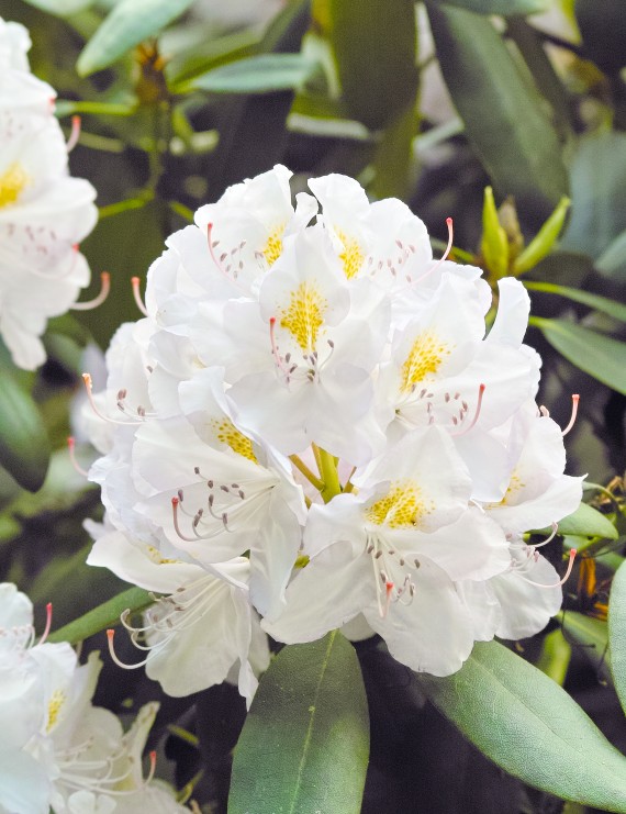 Rhododendron hybride 'Madame Masson' (Rhododendron hybride 'Madame Masson')