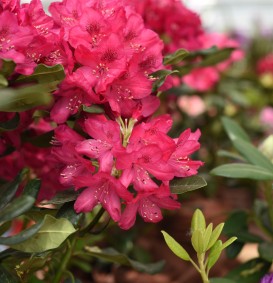 Rhododendron hybride 'Nova Zembla' (Rhododendron hybride 'Nova Zembla')