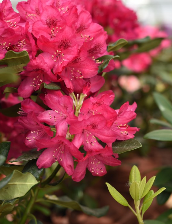 Rhododendron hybride 'Nova Zembla' (Rhododendron hybride 'Nova Zembla')
